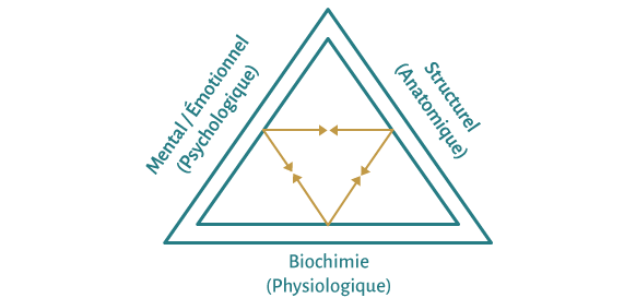 triangle équilibration kinésiologie